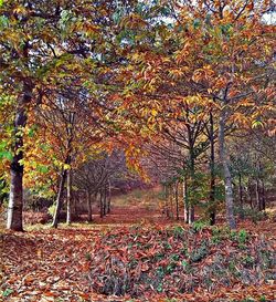 Autumn leaves fallen on tree in forest