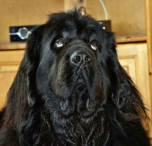 Close-up portrait of dog