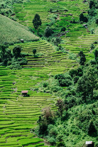 High angle view of agricultural field