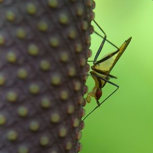 Close-up of insect
