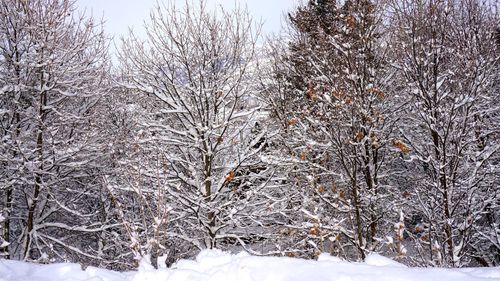 Frozen trees in forest during winter