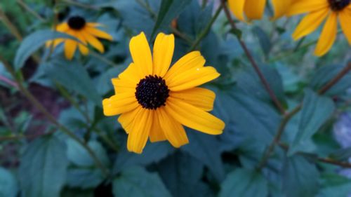 Close-up of yellow flower on field