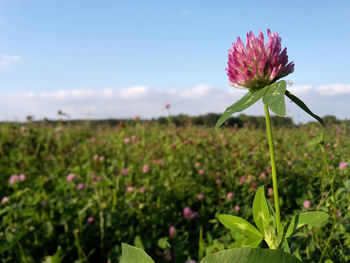 Close-up of pink flowers blooming in field