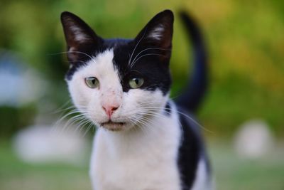 Close-up portrait of cat