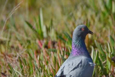 Close-up of pigeon on field