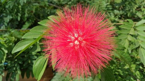 Close-up of red flower blooming outdoors