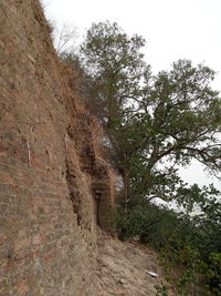 Low angle view of trees against sky