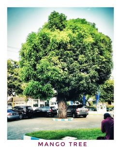 Trees and plants in city