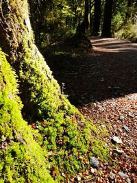 Moss growing on tree trunk in forest
