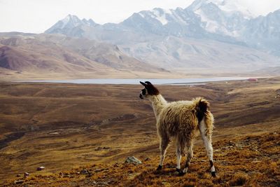 Horse standing on landscape against mountains