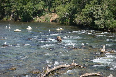 Ducks swimming in lake