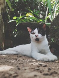 Portrait of cat relaxing outdoors