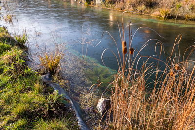 High angle view of plants in lake