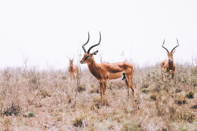 Close-up of deer on field against sky