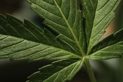 Close-up of green leaves