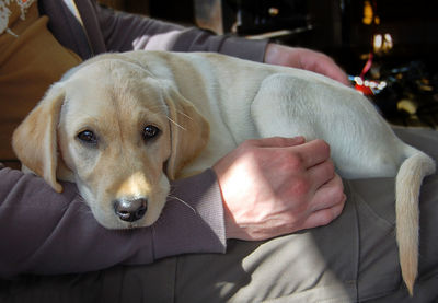 Portrait of puppy on sofa