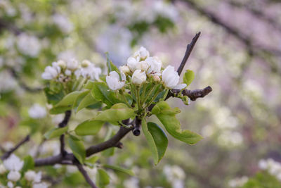 Close-up of cherry blossom on tree
