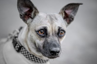 Close-up portrait of dog