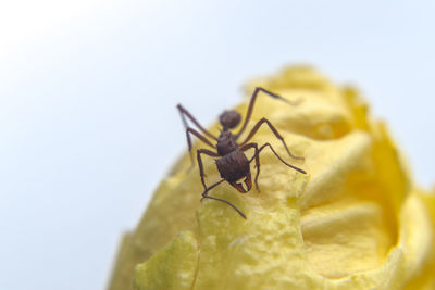 Close-up of insect on leaf