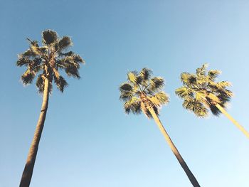 Low angle view of tree against clear blue sky