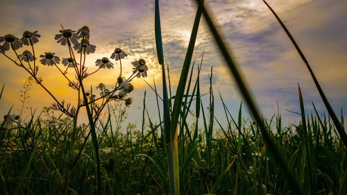 Close-up of plants growing on field against sky