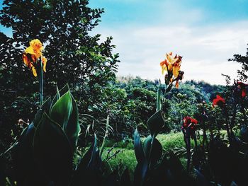 Plants growing on field against sky