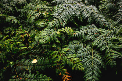 Close-up of pine tree