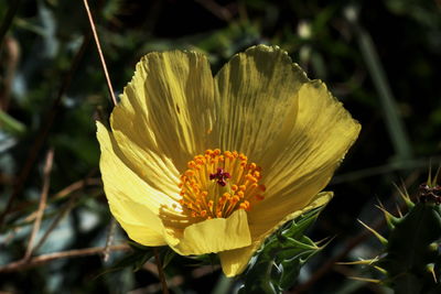 Close-up of honey bee on yellow flower