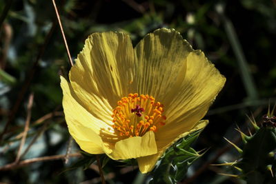 Beautiful yellow flower