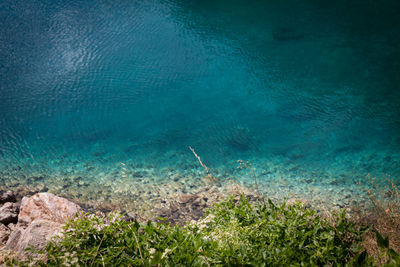 Fish swimming in sea