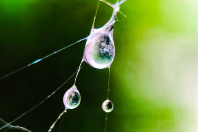 Close-up of jellyfish in water