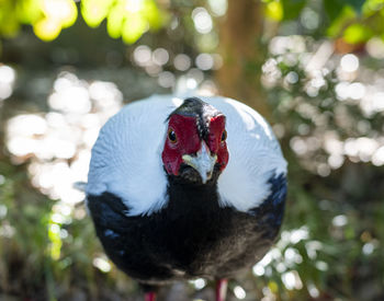 Close-up of bird