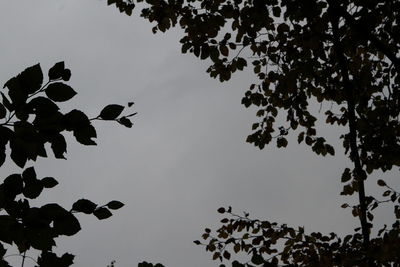 Low angle view of silhouette tree against sky