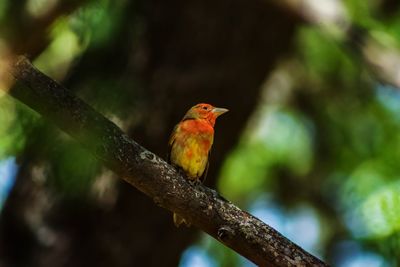 Close-up of bird perching on branch