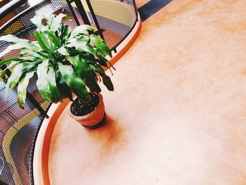 High angle view of potted plant on table