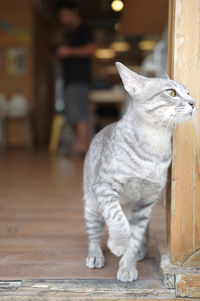 Gray cat on porch