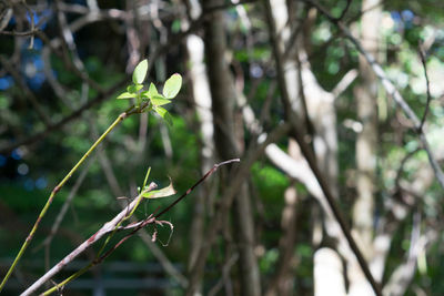 Close-up of bird perching on tree
