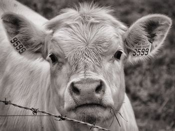 Close-up of goat