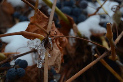 Close-up of water drops on tree