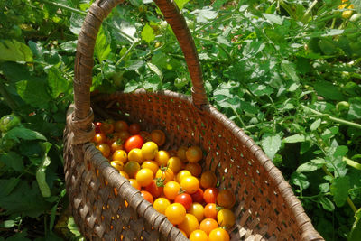 Fresh fruits in basket on tree