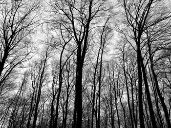 Low angle view of bare trees in forest