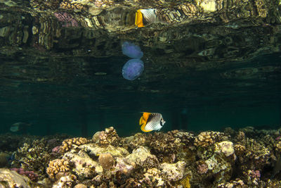 Close-up of fish swimming in aquarium