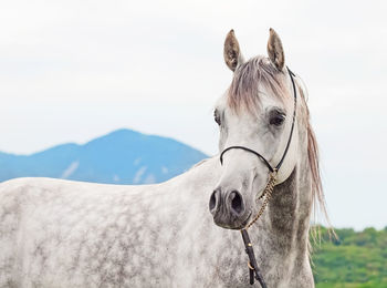 Close-up of horse on field against sky