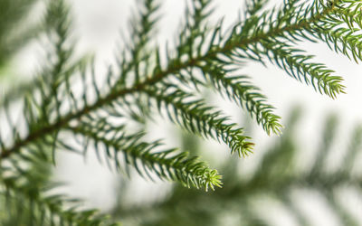 Close-up of pine tree branch