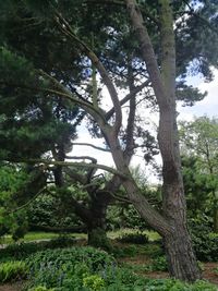 Low angle view of trees