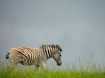 Zebras on field against sky