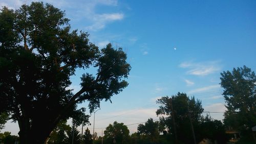 Low angle view of trees against sky