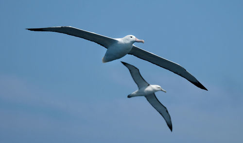 Close up of two albatross birds flying 