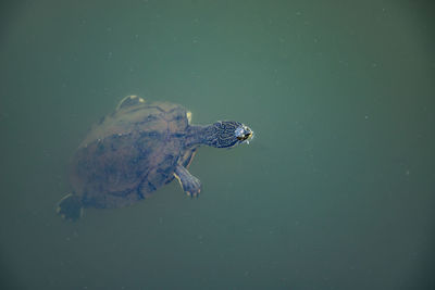 View of turtle in sea