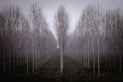 Panoramic shot of trees on field against sky